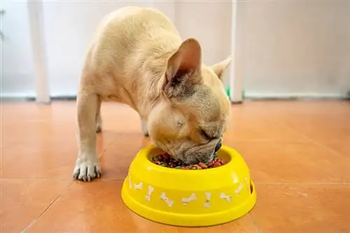 Da li pas pod stresom jede? Veterinarska recenzirana činjenica & FAQ