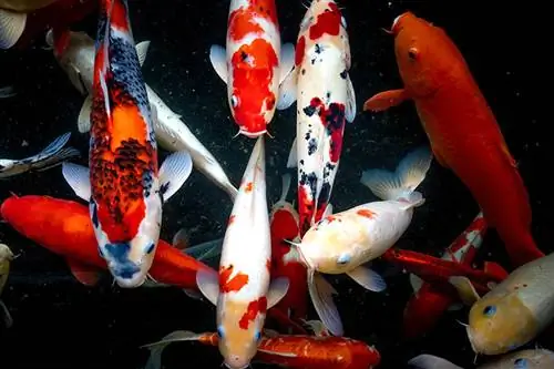 Որքա՞ն են ապրում Koi Fish-ը: Միջին և առավելագույն կյանքի տևողությունը