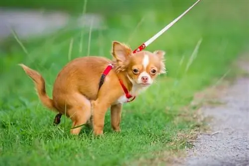 Hoe je een hond op één plek laat poepen in 6 stappen