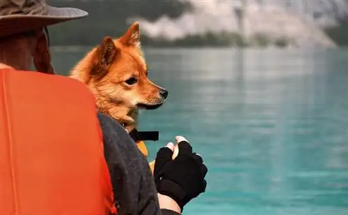 Ako vziať svojho psa na kanoistiku & Jazda na kajaku: 10 bezpečnostných tipov