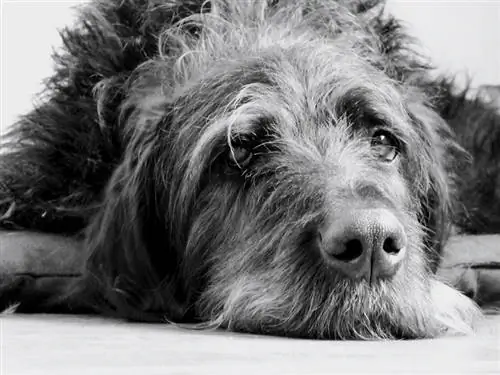 Deutsche Dogge (Pudel & Deutsche Dogge-Mischung): Bilder, Infos, Pflege & Mehr