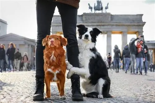 როგორ გამოიყურება ძაღლების კულტურა გერმანიაში? როგორ ჯდებიან ისინი