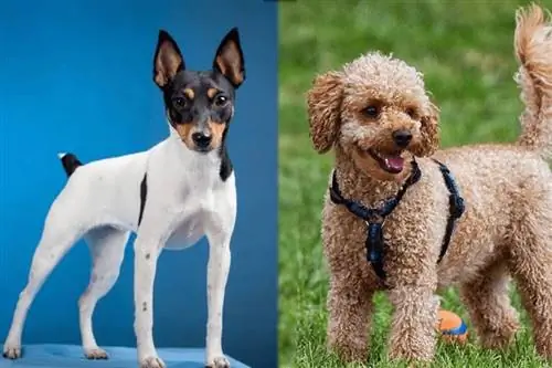 Foodle (pudel & Toy Fox Terrier Mix): zdjęcia, przewodnik, informacje, & Uwaga