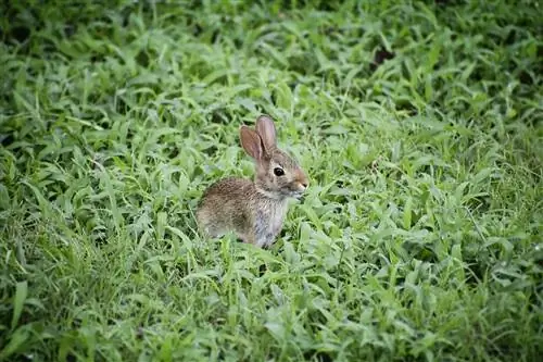 Sådan fortæller du alderen på en vild kanin (med billeder)