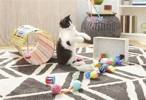 10 melhores brinquedos interativos para gatos em 2023 – avaliações & principais escolhas