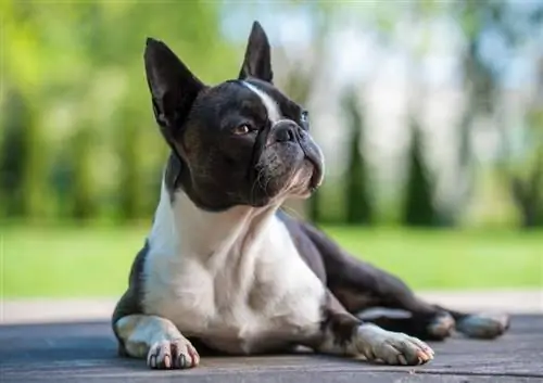 8 fascinerende Boston Terrier-fakta, du behøver at vide