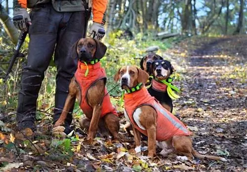 7 cele mai bune veste pentru câini de vânătoare din 2023 – Recenzii & Cele mai bune alegeri