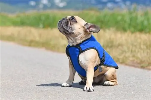 10 Pinakamahusay na Dog Cooling Vest sa 2023: Mga Review & Mga Nangungunang Pinili