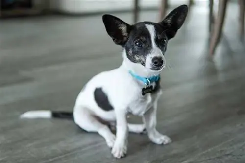 Rat-Cha Dog Breed : ข้อมูล รูปภาพ คู่มือการดูแล & More