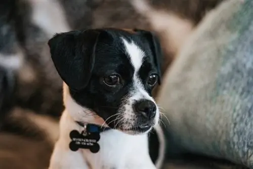 Jack Chi (Jack Russel Terrier & Chihuahua Mix): صور ، دليل ، معلومات ، رعاية & المزيد