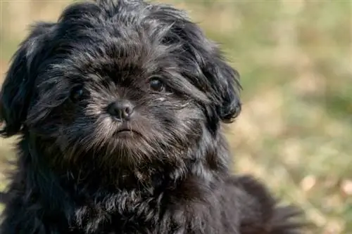 Black Shih Tzu: Fakta, původ & Historie (s obrázky)