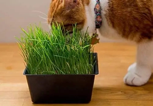 10 Pinakamahusay na Cat Grass Kit noong 2023 – Mga Review & Mga Nangungunang Pinili