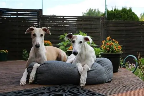 Sighthounds: สายพันธุ์, งาน & ข้อเท็จจริง (พร้อมรูปภาพ)