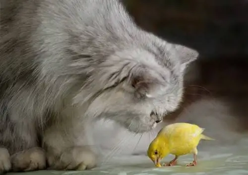 Bolehkah Kucing dan Burung Hidup Bersama? 6 Petua untuk Memungkinkannya