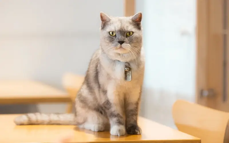 Combien de temps vivent les chats British Shorthair ? (Données sur la durée de vie moyenne & faits)