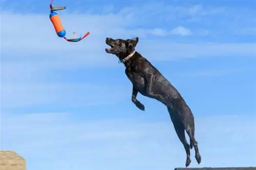 Dock Jumping หรือ Dock Diving for Dogs คืออะไร? (ประเภท & คำถามที่พบบ่อย)