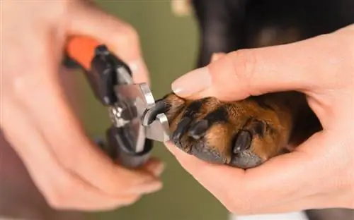 Cik bieži jums vajadzētu griezt suņa nagus? (Veterinārārsta atbilde)