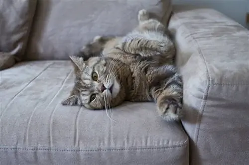 5 melhores capas de sofá para gatos (proteção contra arranhões) em 2023 – Avaliações & Principais escolhas