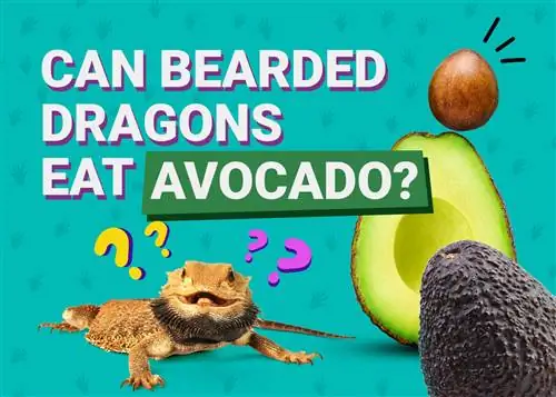 Mogu li bradati zmajevi jesti avokado? Što trebaš znati