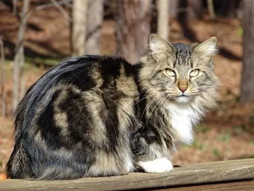 Američki bobtail: slike, temperament & Osobine