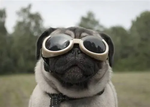 9 cei mai buni ochelari de protecție pentru câini din 2023 – Recenzii & Cele mai bune alegeri