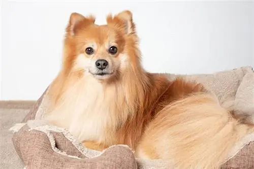 Fox Face Pomeranian: Facts, Origin & History (with Pictures)