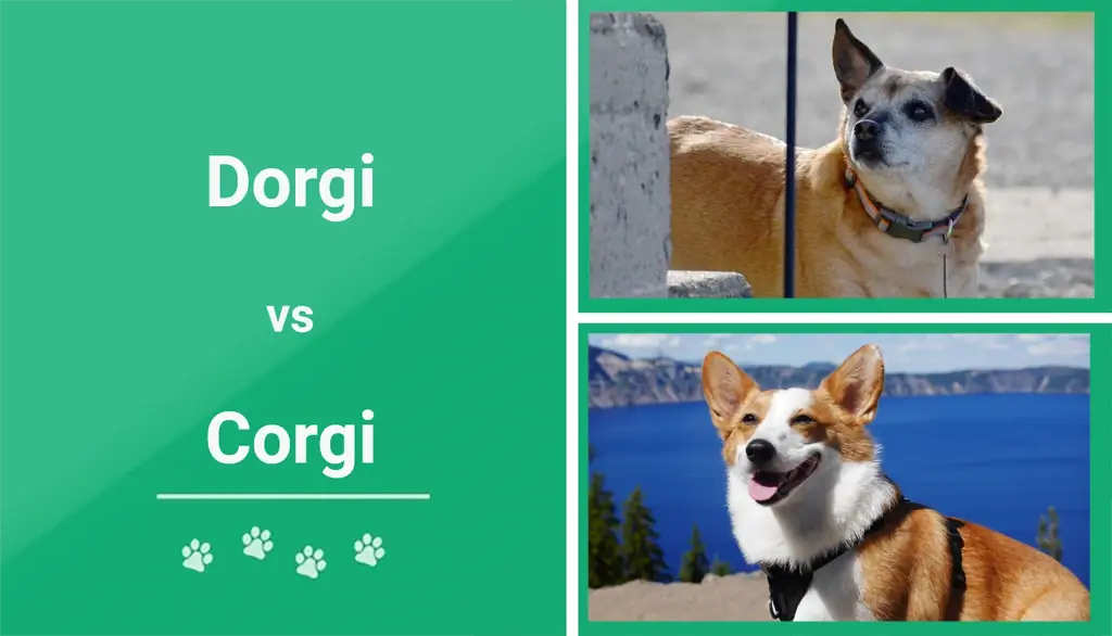 Doorgi vs Corgi: Qhov txawv ntawm qhov tseem ceeb & Zoo sib xws