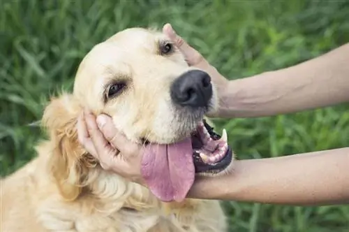 Varför gillar hundar att bli klappade? 5 orsaker till detta beteende