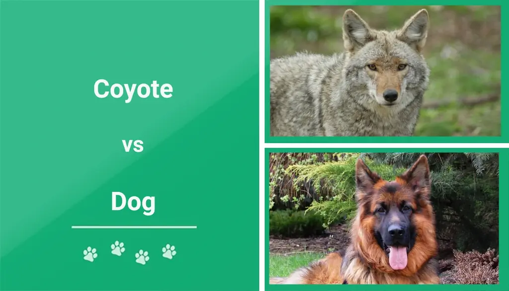 Kojot protiv psa: usporedba pasa & razlike