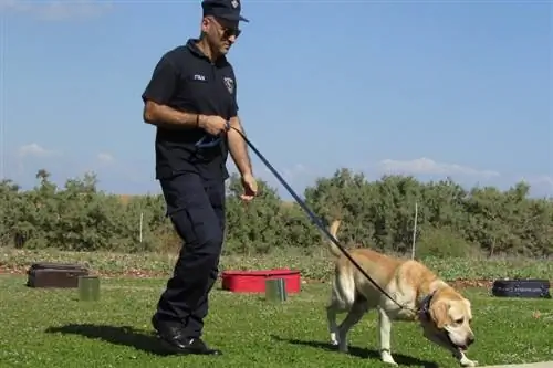 Kā kļūt par policijas suņu treneri: karjera, prasības & Vairāk