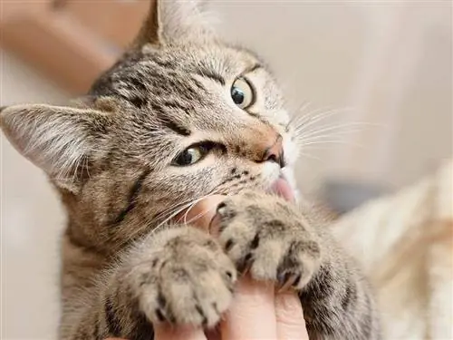 למה החתול שלי לועס את האצבעות שלי: 9 סיבות אפשריות