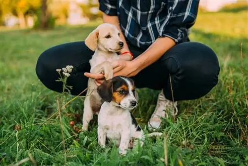 7 possibles problemes amb l'adopció de dos cadells al mateix temps: les dificultats explicades