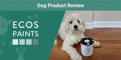 ECOS Pet-Friendly Paint Review 2023: a opinião do nosso especialista