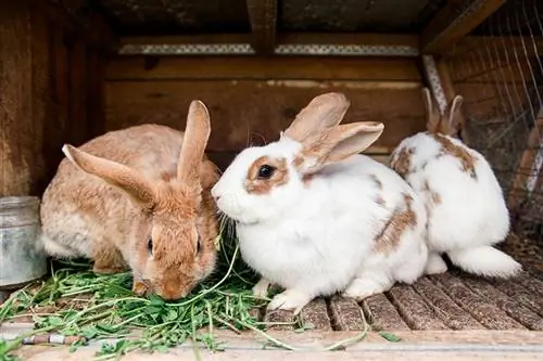 Qual è l'età migliore per allevare conigli? Femmine contro maschi