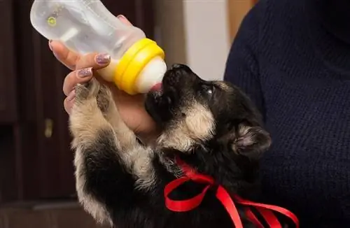 Si ta ushqeni me shishe një qenush në mënyrën e duhur (Përgjigja e Veterinës)