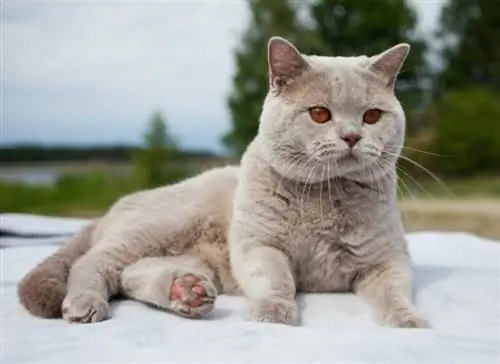 Hoe groot wordt een Britse korthaar kat? (Met groei & gewichtstabel)