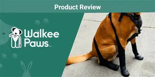 Walkee Paws Dog Boot Leggings revisão 2023: eles são um bom valor?