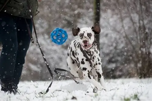 12 divertidas actividades de invierno para hacer con tu perro (Guía 2023)