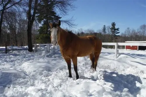 Adakah Kuda Kuda Menjadi Sejuk dalam Salji dan Ais Musim Sejuk? Fakta Disemak Vet