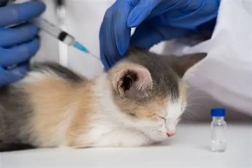 Какво означава прекомерното ваксиниране на вашата котка? Обяснение, одобрено от ветеринар