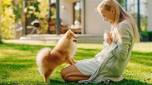 Πώς να εκπαιδεύσετε ένα Pomeranian – 10 εγκεκριμένες συμβουλές από κτηνίατρο