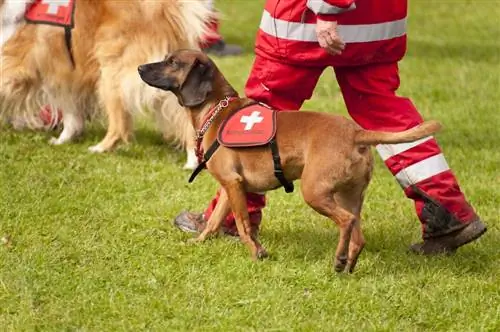 Nacionalinė ugniagesių šuniukų diena 2023 m.: kas tai yra & Kai ji švenčiama