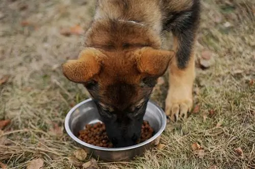 Quand un chiot peut-il manger de la nourriture sèche sans eau ?