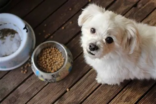 10 อาหารสุนัข Purina ที่ดีที่สุดในปี 2023: บทวิจารณ์ & รายการยอดนิยม