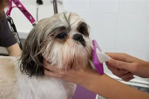 Shih Tzus Diğer Köpeklerden Daha Çok Tüy Döker mi? Gerçekler & SSS