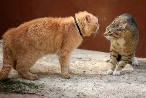 כיצד להציג שני חתולים זכרים: 9 טיפים נהדרים