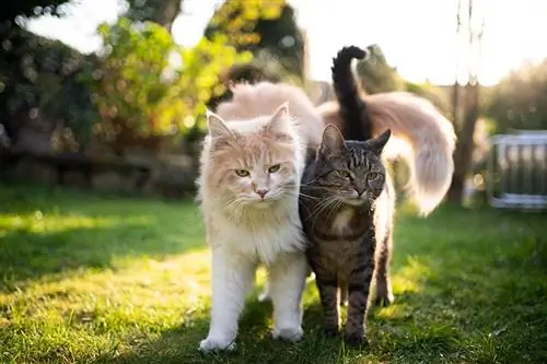 Können zwei weibliche Katzen im selben Haus miteinander auskommen? Vom Tierarzt bestätigte Fakten