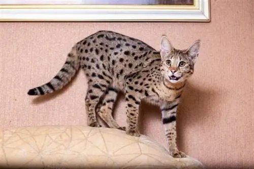 F2 Savannah Cat: Harvinaisuus, Luonne, Info & Lisää (Kuvilla)
