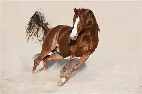 אטקסיה פתאומית אצל סוסים: תשובה הוטרינר (הגדרה, סיבות, & טיפול)