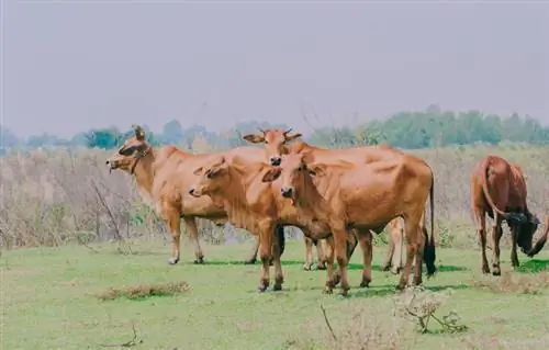 क्या सभी गायों के सींग होते हैं? उनके सींग क्यों होते हैं?